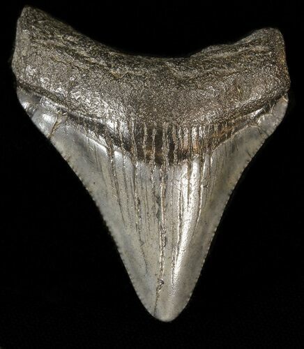 Bargain Megalodon Tooth - South Carolina #43601